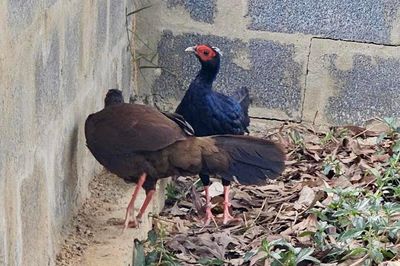 Loài gà quý hiếm có thể đã tuyệt chủng ngoài tự nhiên 'hồi hương' từ châu Âu