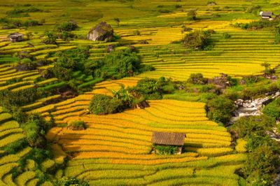 Mùa lúa vàng rực gây 'sốt' ở Nậm Cang nhìn từ trên cao