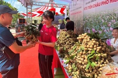 Hưng Yên: Xã Tân Hưng tổ chức xúc tiến thương mại tiêu thụ nhãn