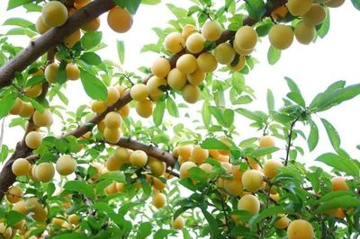 Mơ rừng miền núi phía Bắc hút khách với hương vị đặc trưng