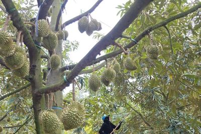 Để nông sản tỷ đô không vỡ trận xuất khẩu: Minh bạch thủ tục, lập lại trật tự