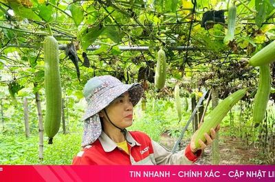 Mô hình '2 tầng nấc' giúp nông dân Đức Xá thu nhập ổn định