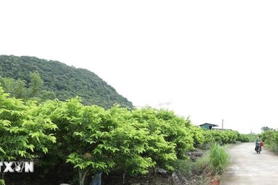 Làm giàu từ cây na ở vùng cao tại Ninh Bình
