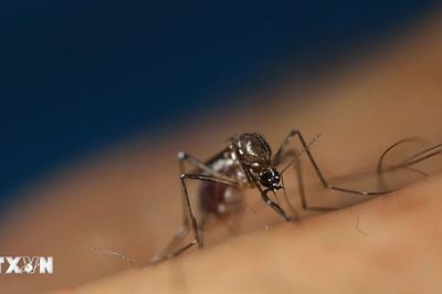 Italy và Hy Lạp trở thành điểm nóng của virus Tây sông Nile