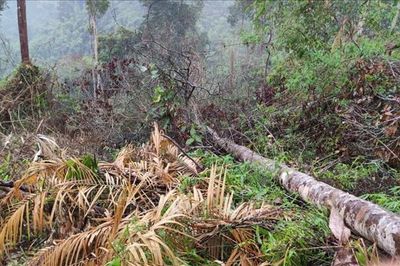 Đắk Lắk: Truy quét, xử lý tình trạng phá rừng, lấn chiếm đất rừng