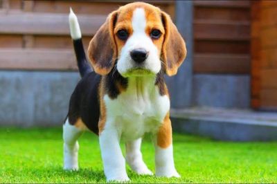 Chó 'không gây dị ứng' - bước tiến mới của công nghệ chỉnh sửa gene