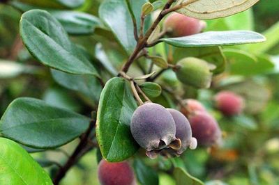 Loại quả là vị thuốc, giàu dưỡng chất nhưng 5 nhóm người không nên dùng