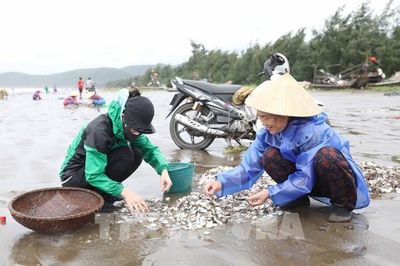Ngao Gò Công được giá, người nuôi lãi hơn 100 triệu đồng/ha