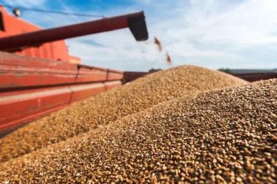 Xuất khẩu ngũ cốc Ukraine lao đao vì Biển Đen bị phong tỏa