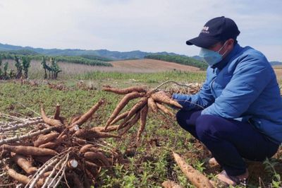 Giá sắn tăng cao, mở ra chu kỳ tăng trưởng mới cho chế biến và nguồn nhiên liệu sinh học