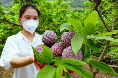 Bắc Ninh: Nông dân phấn khởi thu hoạch hàng nghìn tấn na, nhãn