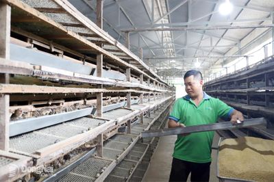 Xây dựng chuỗi liên kết nuôi chim cút