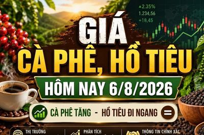 Giá cà phê, hồ tiêu hôm nay 6/8: Cà phê tăng, giá tiêu đi ngang