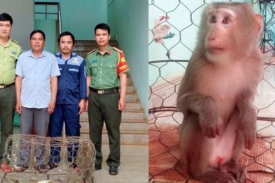 Người dân Al Bá tự nguyện giao nộp cá thể khỉ quý hiếm