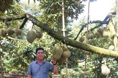 Để những mùa sầu riêng cho năng suất, chất lượng