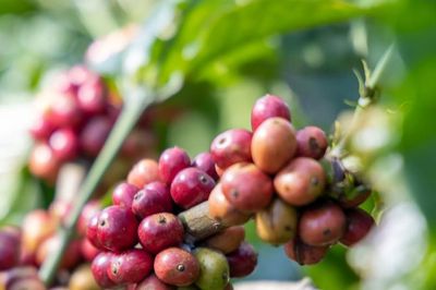 Giá cà phê hôm nay 6/8/2026: 99.000 đồng/kg là đỉnh giá mới, Robusta chạm đỉnh một tuần