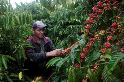 Giá cà phê hôm nay 6/8: Tiếp tục tăng, robusta lên cao nhất 1 tuần