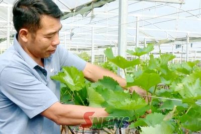 Nông nghiệp thông minh thích ứng với biến đổi khí hậu