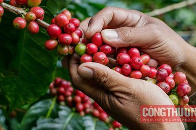 Giá cà phê hôm nay 6/8: Giá tiếp tục tăng