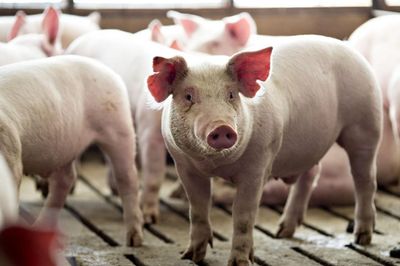 Ngày 6/8: Giá heo hơi giao động từ 60.000 - 63.000 đồng/kg