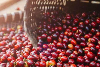 Cạn nguồn cung cuối vụ, giá cà phê bứt phá tăng 1.800 đồng/kg
