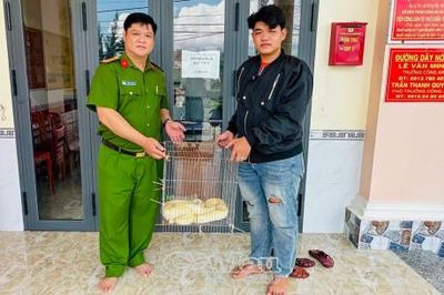 Thả trăn gấm quý hiếm về môi trường tự nhiên