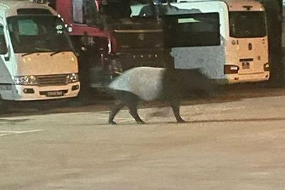 Nửa đêm thấy 'quái thú' lững thững giữa bãi xe, chuyên gia nhìn bộ lông đen trắng liền nhận ra đây là loài duy nhất còn sống tại châu Á