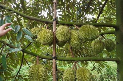 Tăng liên kết tiêu thụ, hạn chế tình trạng nông sản bị ép giá