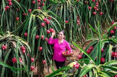 Những mô hình sản xuất nông nghiệp hiệu quả ở Thuận An