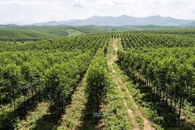 Khuyến khích liên kết rừng trồng từ 100 ha để cấp chung mã số