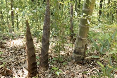 Phát minh của Trung Quốc rung chuyển ngành xây dựng: Dùng oại cây mọc đầy ở Việt Nam tạo vật liệu cứng như thép, có thể thay gỗ