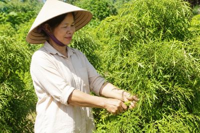 Khi nào nên thu hái lá đinh lăng để giữ được nhiều dược chất nhất?
