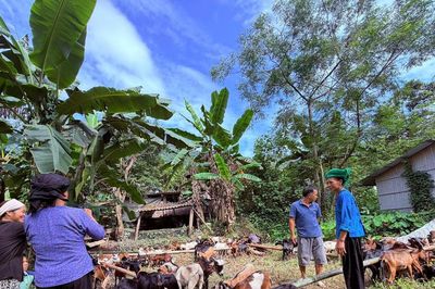 Cao Bằng: Bàn giao 80 con dê sinh sản cho nông dân xã vùng cao Sơn Lộ