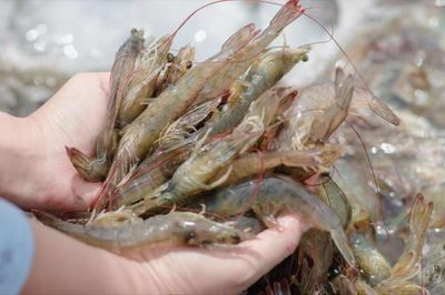 Một quốc gia châu Âu đang tìm cơ hội mua tôm, hồ tiêu từ Việt Nam