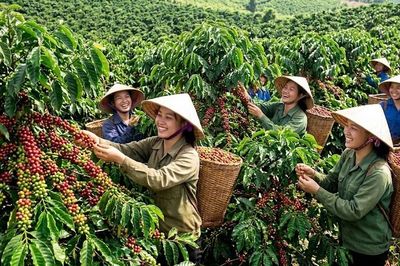 Giá cà phê hôm nay 7.8.2026: Trong nước và thế giới đồng loạt tăng