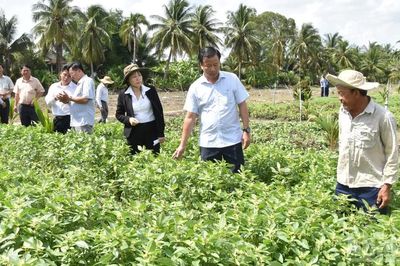 Đồng Tháp chưa xác định nguyên nhân chính vụ rau màu thiệt hại bất thường