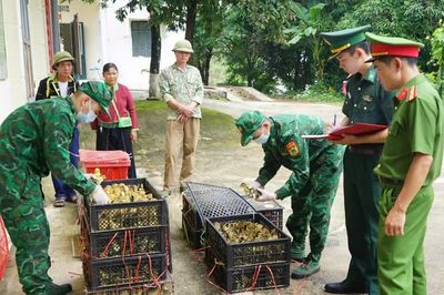 Bộ đội Biên phòng Lạng Sơn liên tiếp ngăn chặn nhập lậu gia cầm giống, thực phẩm đông lạnh