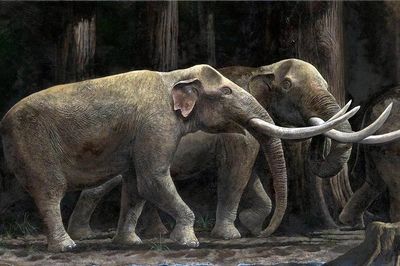 Tiết lộ sốc về những loài voi cổ xưa từng lang thang trên đất Việt Nam