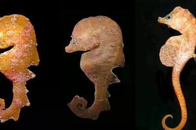 Bị nhầm là cá ngựa, sinh vật này hóa ra thuộc một chi hoàn toàn mới