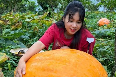 Tận thấy vườn bí ngô khổng lồ giáp Trung Quốc