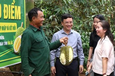 '30 ngày đêm' số hóa mã vùng trồng sầu riêng ở Đắk Lắk