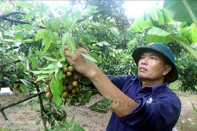 Nâng tầm thương hiệu nhãn lồng Hưng Yên