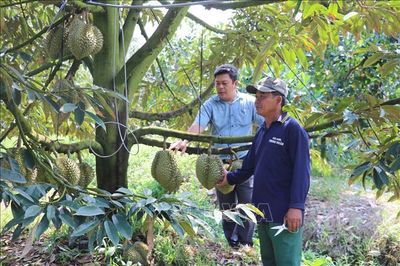 Để trái sầu riêng đáp ứng yêu cầu xuất khẩu bền vững