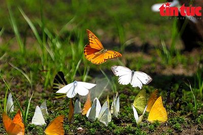 Cảnh báo xu hướng thay đổi môi trường sống ở loài bướm