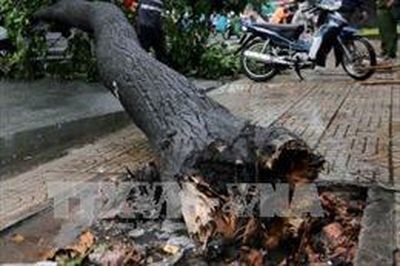 Hai người trọng thương do cây đổ ngang đường đè trúng