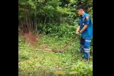 Bắt sống trăn khổng lồ dài 4,8 mét ẩn nấp trong bụi tre