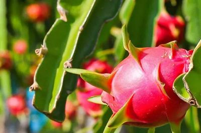 Trái cây Việt rộng đường vào Thổ Nhĩ Kỳ