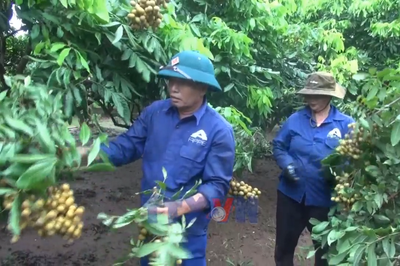 Nhãn lồng Hưng Yên vào vụ thu hoạch
