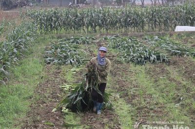 Chủ động nguồn thức ăn cho gia súc