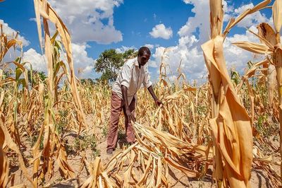 LHQ cảnh báo El Nino có thể đạt đỉnh từ tháng 9-12, tác động kéo dài sang năm 2027